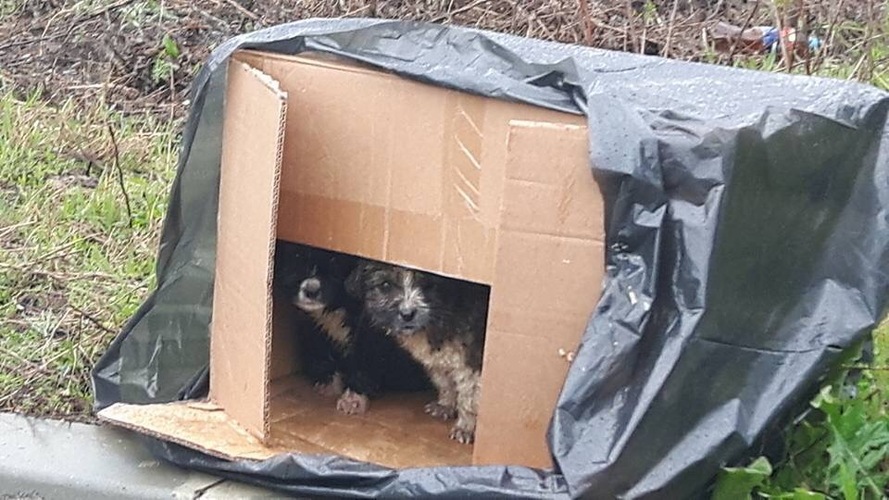 Câinii noștri de pe stradă